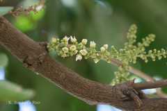 Lepisanthes tetraphylla